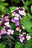 ERYSIMUM COLLECTED FROM MADEIRA