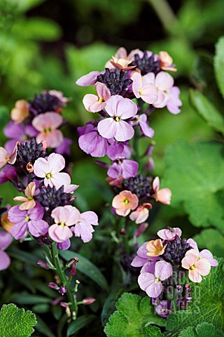 ERYSIMUM_COLLECTED_FROM_MADEIRA