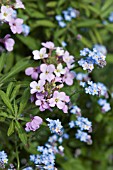 ERYSIMUM WITH FORGET ME NOT (MYOSOTIS)