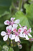 ERODIUM PELARGONIIFLORUM