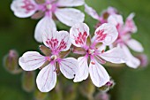 ERODIUM PELARGONIIFLORUM