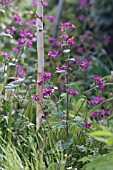 LUNARIA ANNUA (HONESTY),  WITH STEM OF BETULA UTILIS VAR. JACQUEMONTII