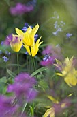 TULIPA WEST POINT (LILY FLOWERED) WITH HYACINTHOIDES NON SCRIPTA (ENGLISH BLUEBELL) & LUNARIA ANNUA (HONESTY)