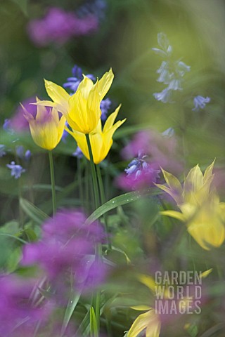 TULIPA_WEST_POINT_LILY_FLOWERED_WITH_HYACINTHOIDES_NON_SCRIPTA_ENGLISH_BLUEBELL__LUNARIA_ANNUA_HONES