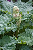 CULINARY RHUBARB,  WITH FLOWERS IN BUD