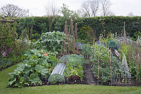 KITCHEN_GARDEN_WITH_CLOCHE___HAZEL_WIGWAMS_RHUBARB__CYNARA_CARDOON__LETTUCES__CHARD__BROAD_BEANS__PE