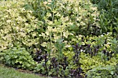 HERB BED INC. APPLE & DARK LEAVED MINTS,  OREGANO & ARTEMISIA VULGARIS JANLIM ORIENTAL LIMELIGHT