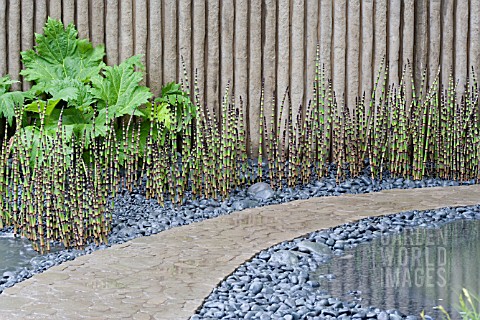 EQUISETUM_HYEMALE__GUNNERA_MANICATA_IN_POOL_AGAINST_WALL_WALKING_BAREFOOT_WITH_BRADSTONE__DES_SARAH_