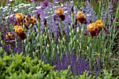 TELEGRAPH GARDEN,  DES. TOM STUART SMITH. IRISES WITH SALVIA,  NEPETA RACEMOSA WALKERS LOW. CHELSEA 2006