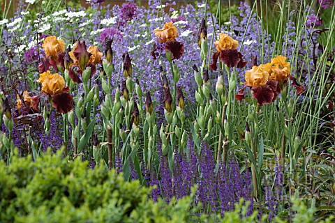 TELEGRAPH_GARDEN__DES_TOM_STUART_SMITH_IRISES_WITH_SALVIA__NEPETA_RACEMOSA_WALKERS_LOW_CHELSEA_2006