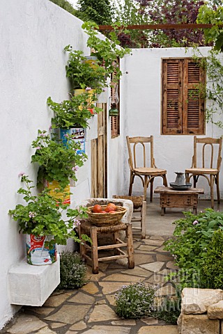 OLIVE_CANS_ON_WHITEWASHED_WALL_WITH_PELARGONIUMS_WOODEN_TABLE__CHAIRS__LEBANESE_COURTYARD__DES_NADA_