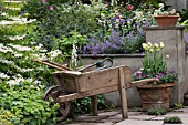 CHRIS BEARDSHAW WORMCAST GARDEN   GROWING FOR LIFE AT BOVERIDGE HOUSE. TULIPA SPRING GREEN IN POT. VIBURNUM PLICATUM ?MARIESII?,  ALCHEMILLA MOLLIS