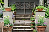 CHRIS BEARDSHAW WORMCAST GARDEN   GROWING FOR LIFE AT BOVERIDGE HOUSE. TULIPA SPRING GREEN & GERANIUM SANGUINEUM IN POTS. CHELSEA 2006