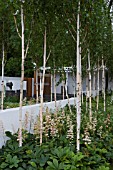 THE SAVILLS GARDEN,  DES. MARCUS BARNETT,  PHILIP NIXON. BETULA UTILIS VAR. JACQUEMONTII UNDERPLANTED WITH RODGERSIA PINNATA