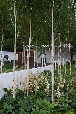 THE_SAVILLS_GARDEN__DES_MARCUS_BARNETT__PHILIP_NIXON_BETULA_UTILIS_VAR_JACQUEMONTII_UNDERPLANTED_WIT