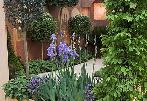 SUNDAY_MIRROR_DA_VINCI_GARDEN__DES_DAVID_DOMONEY_IRIS_JANE_PHILLIPS__LAVANDULA_STOECHAS__SALVIA_OFFI