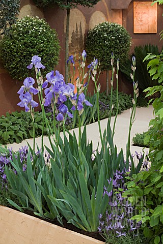 SUNDAY_MIRROR_DA_VINCI_GARDEN__DES_DAVID_DOMONEY_IRIS_JANE_PHILLIPS__LAVANDULA_STOECHAS__SALVIA_OFFI