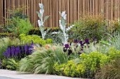 ONOPORDON ACANTHIUM WITH EUPHORBIA PALUSTRIS,  SALVIA X SYLVESTRIS MAINACHT,  STIPA TENUISSIMA,  TULIPA BALLERINA & IRIS SUPERSTITION. CANCER RESEARCH UK GARDEN,  DES. ANDY STURGEON