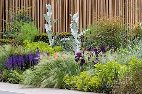 ONOPORDON_ACANTHIUM_WITH_EUPHORBIA_PALUSTRIS__SALVIA_X_SYLVESTRIS_MAINACHT__STIPA_TENUISSIMA__TULIPA