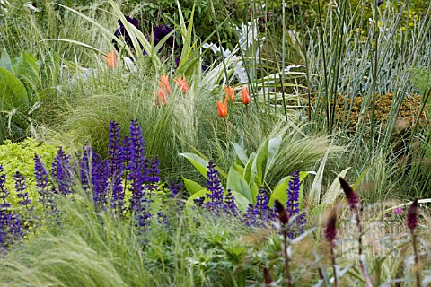 SALVIA_X_SYLVESTRIS_MAINACHT__STIPA_TENUISSIMA__TULIPA_BALLERINA__IRIS_SUPERSTITION_CANCER_RESEARCH_