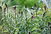 LYSIMACHIA ATROPURPUREA BEAUJOLAIS