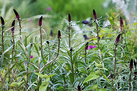 LYSIMACHIA_ATROPURPUREA_BEAUJOLAIS