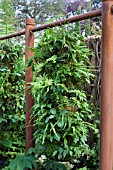 HANGING TUBE OF FERNS. NATURAL ELEMENTS   THE GREEN ROOM,  DES. CASPAR GABB