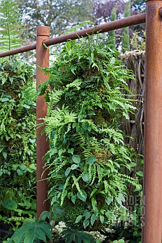 HANGING_TUBE_OF_FERNS_NATURAL_ELEMENTS___THE_GREEN_ROOM__DES_CASPAR_GABB