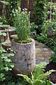 LUZULA NIVEA IN HOLLOWED TRUNK USED AS PLANTER. NATURAL ELEMENTS   THE GREEN ROOM,  DES. CASPAR GABB