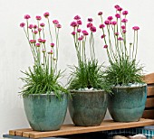 ARMERIA MARITIMA (SEA THRIFT) IN CERAMIC POTS ON WOODEN SHELF. MITIE GARDEN,  DES. JO PENN.