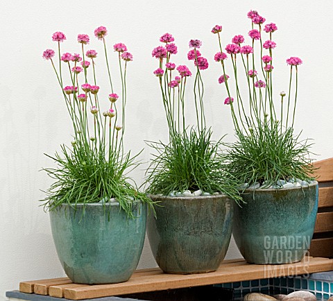 ARMERIA_MARITIMA_SEA_THRIFT_IN_CERAMIC_POTS_ON_WOODEN_SHELF_MITIE_GARDEN__DES_JO_PENN