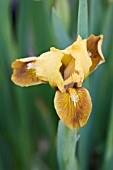 IRIS HONEY GLAZED ( INTERMEDIATE BEARDED)