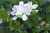 MALUS DOMESTICA GOLDEN DELICIOUS AGM; APPLE