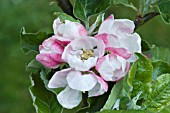 BLOSSOM OF MALUS DOMESTICA LORD DERBY; APPLE