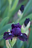 IRIS DARK VADER (STANDARD DWARF BEARDED)