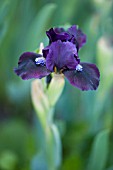 IRIS DARK VADER (STANDARD DWARF BEARDED)