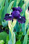 IRIS DARK VADER (STANDARD DWARF BEARDED)