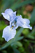 IRIS OPEN SKY (STANDARD DWARF BEARDED)