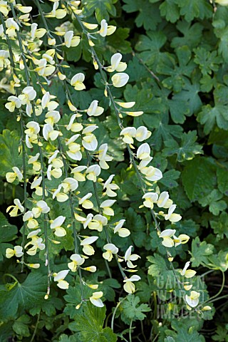 CYTISUS_SCOPARIUS_CORNISH_CREAM