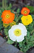 PAPAVER CROCEUM SYN. PAPAVER NUDICAULE,  ICELAND POPPIES