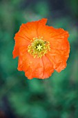 PAPAVER CROCEUM SYN. PAPAVER NUDICAULE,  ICELAND POPPY