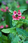 PULMONARIA RUBRA AGM