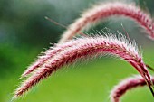 PENNISETUM SETACEUM,  RUBRUM