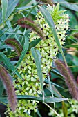 EUCOMIS BICOLOR WITH SETARIA VIRIDIS VAR. MAJOR