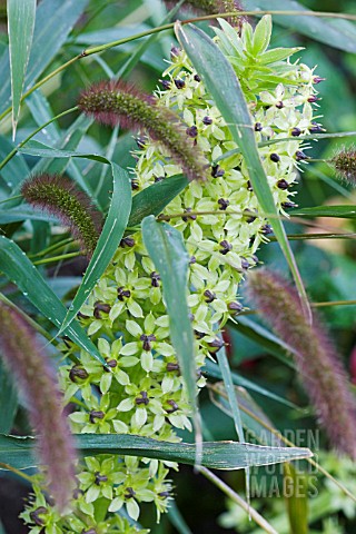 EUCOMIS_BICOLOR_WITH_SETARIA_VIRIDIS_VAR_MAJOR