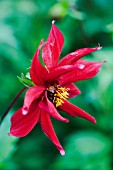 DAHLIA RAGGED ROBIN