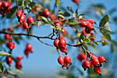 HIPS OF ROSA GLAUCA