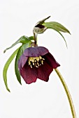 HELLEBORUS X HYBRIDUS,  LENTEN ROSE