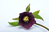 HELLEBORUS X HYBRIDUS,  LENTEN ROSE