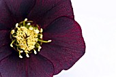 HELLEBORUS X HYBRIDUS,  LENTEN ROSE